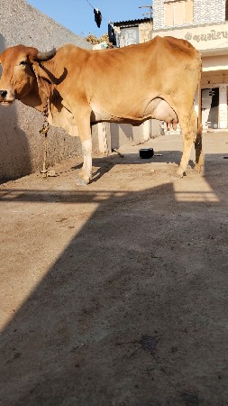 2, ઞાય વેશવાની છે