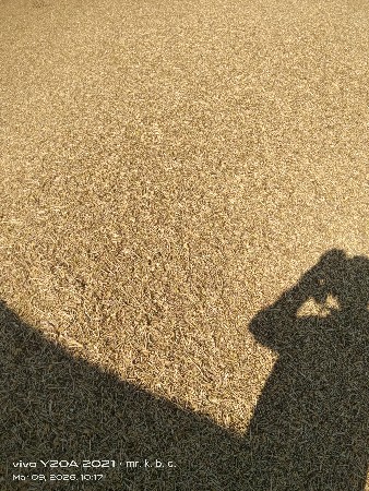 ચણા ની ભૂકી