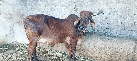 ગાય વેચવાની છે
