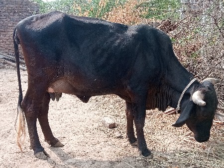 थंबनेल 2