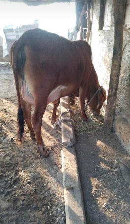 દેશી ગાય વેચવાની છે