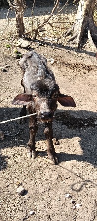 थंबनेल 3