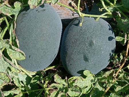 થંબનેલ 3