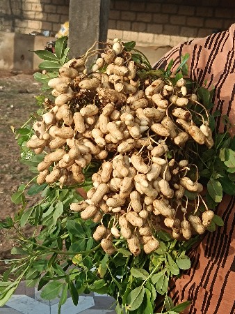 madavi vesavani  se 41