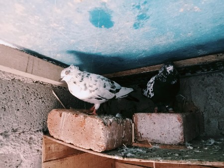 chotiyari madi vechvani chhe