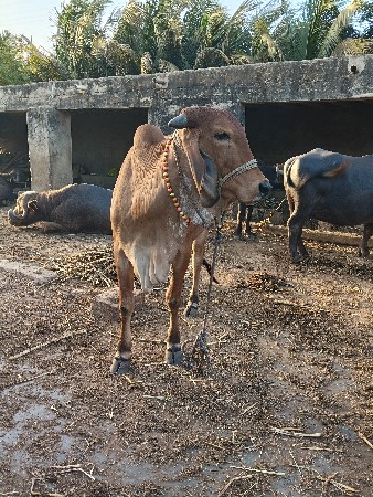 थंबनेल 2