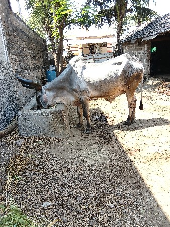 બળદ વેચવાનો છે ત્રણ ધર્મ