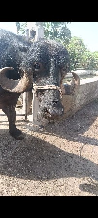 થંબનેલ 3