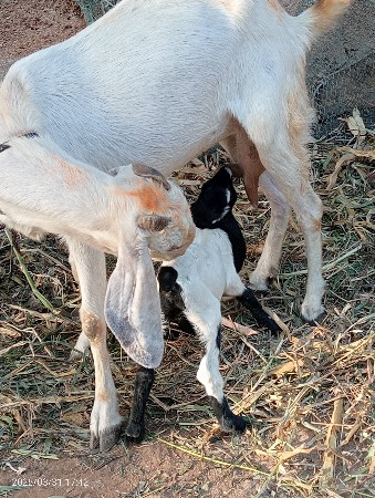 राजस्थानी बकरी   9712652435