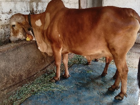 ગાય વેચવાની છે