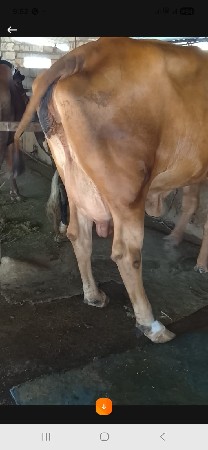 થંબનેલ 5