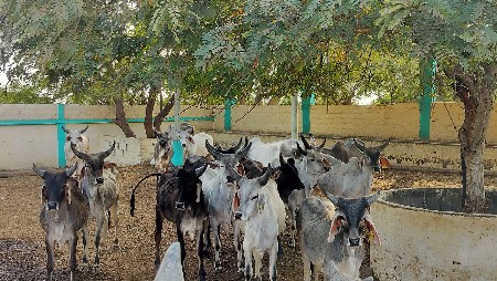 थंबनेल 3