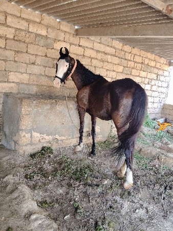 ઓ ઘોડી વેચવાની છે સાટા કરવા ના