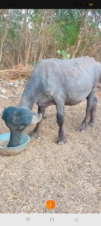 थंबनेल 2