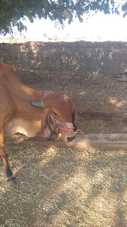 थंबनेल 3