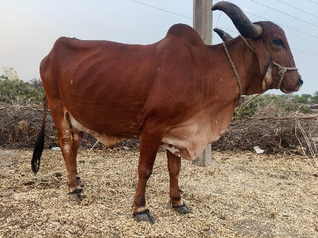 થંબનેલ 2