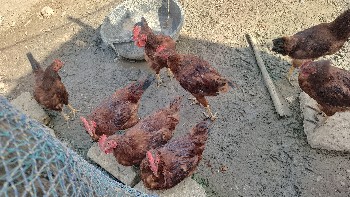 Desi margha vecha vana che 15 .20