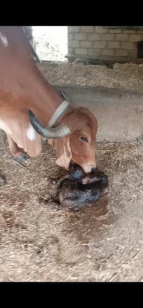 ગાય વેચવાની છે ગીર 
વાસરુ નથી