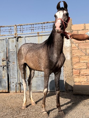 थंबनेल 3