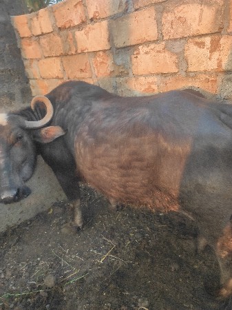 ભેંસ વેચવાની છે