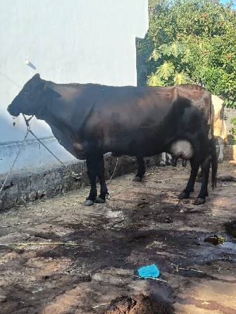 थंबनेल 3