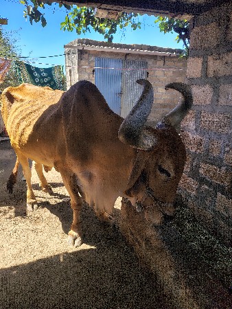 બળદ વેચવા નો છે