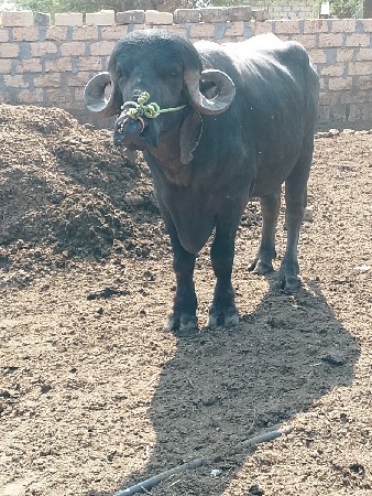 थंबनेल 3