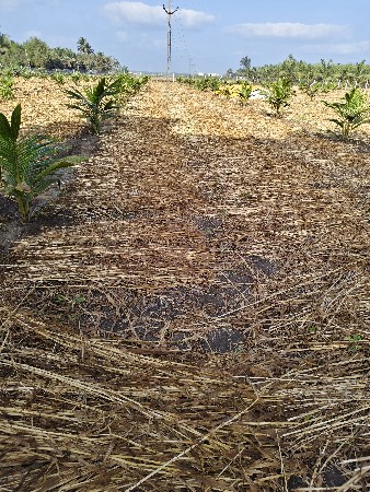 બાજરાનો ચારો