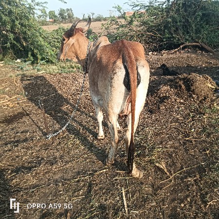 હોડકી વેચવાની છે સોજીછે