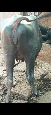 थंबनेल 3