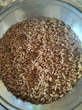 ઘઉં વેચવાના છે