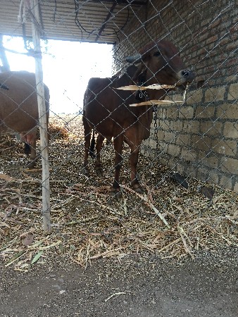 2ગાય વિશ્વની સે