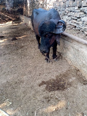 પાડો વેચવાનો