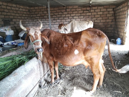 ગાય વેચવાની છે