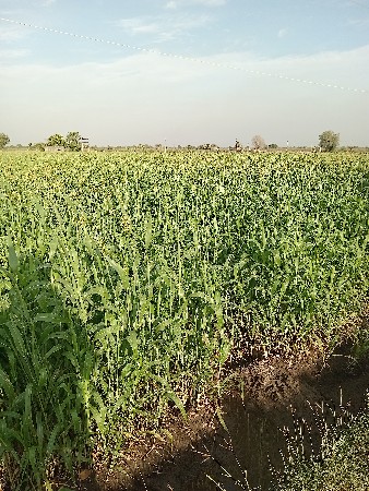 થંબનેલ 3