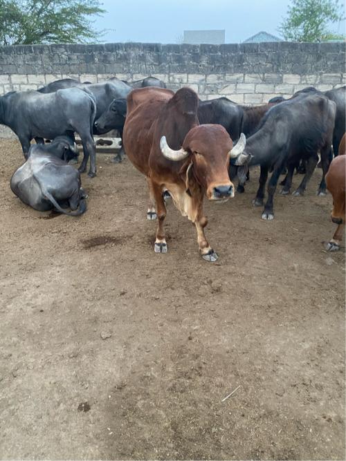 થંબનેલ 2