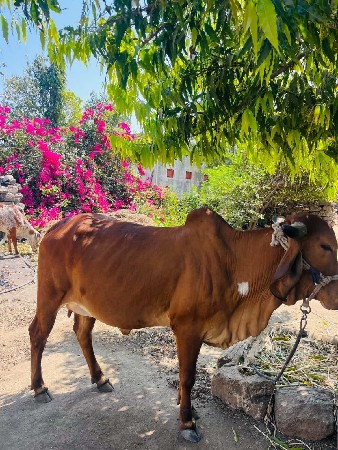 ગાય વેચવાની છે
