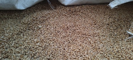 લોકવન ઘઉં વેચવાના છે.