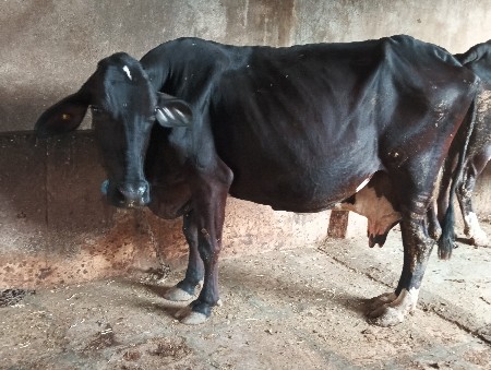 ગાય વેચવાની છે