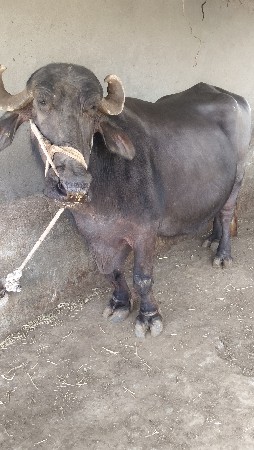 थंबनेल 2