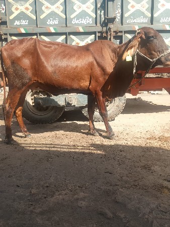 થંબનેલ 2