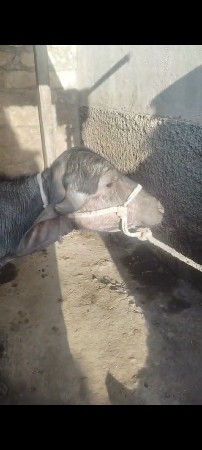 પાડી વેચવાની છે