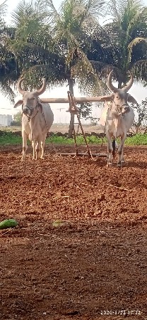 ગોધલા વેચવાના છે