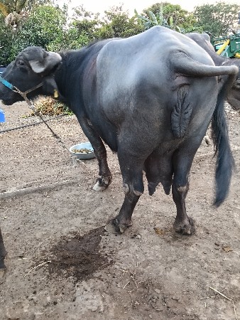 थंबनेल 2