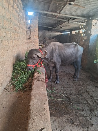 ખડેલિ વેતર 2વેતર ધાભન 8ધાભનછે