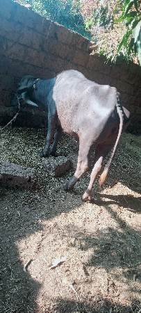 ખડેલી વેસવા છે