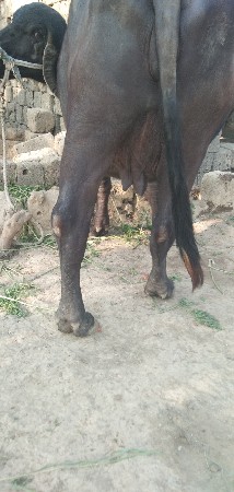 ખડેલી વેશવાની છે