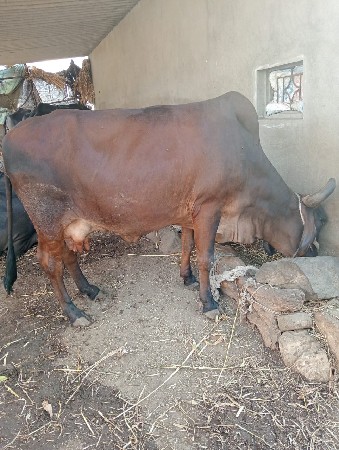 ગાય વેચવાની છે