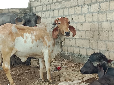 થંબનેલ 3