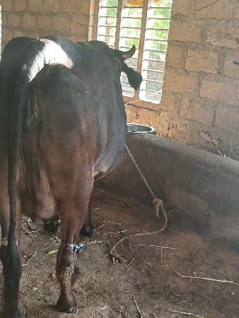 આ ગીર ક્રોરસ ઓળખું વેચવાનું છે